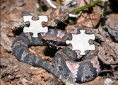 Cottonmouth Jigsaw Puzzle